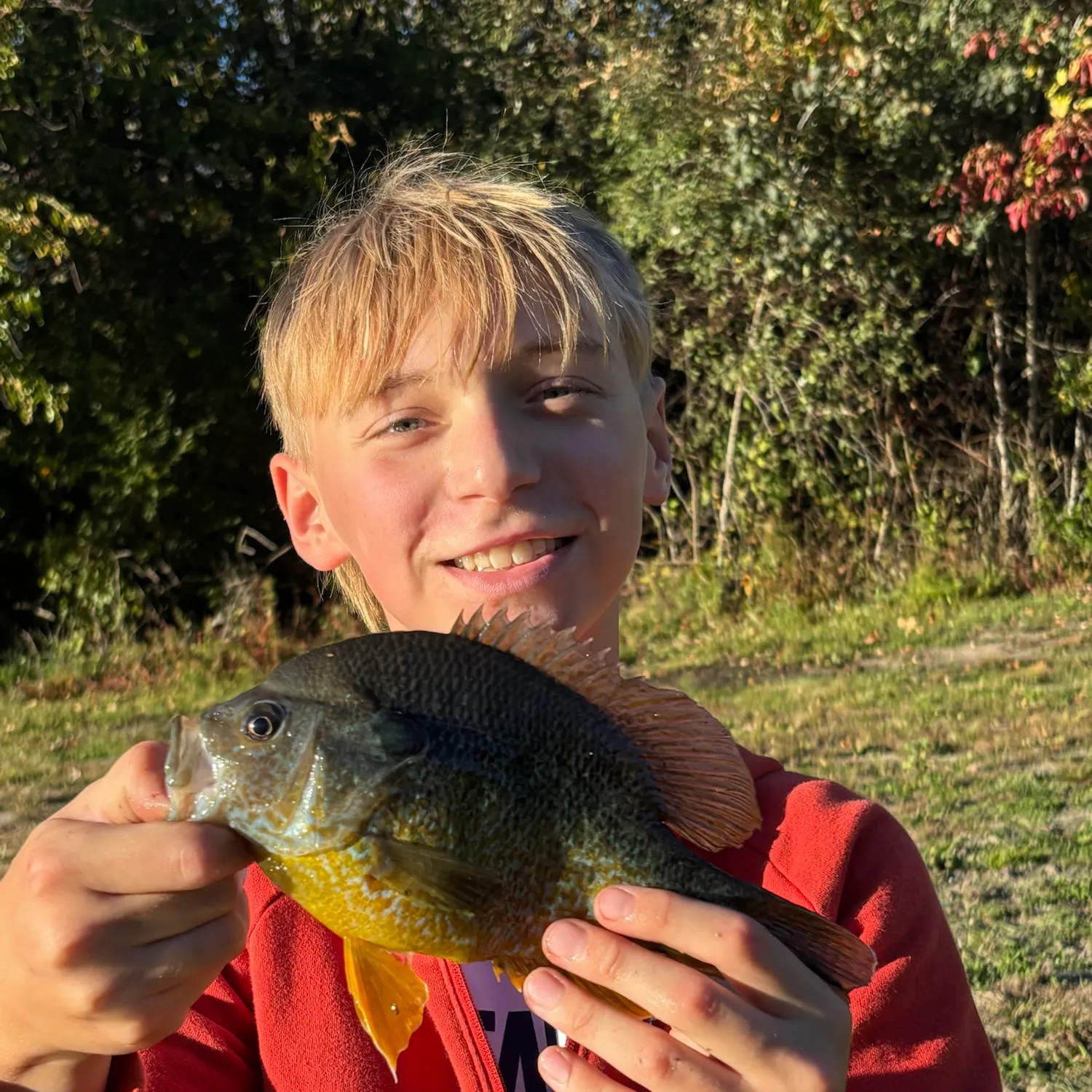 Greengill hybrid caught on Fishbrain