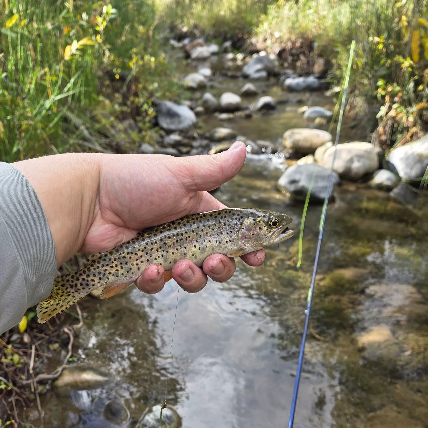 Bonneville cutthroat trout caught on Fishbrain