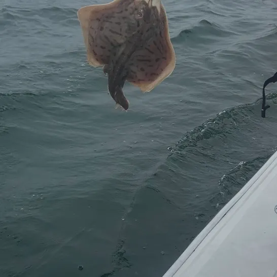 The most recent Reef manta ray catches on Fishbrain