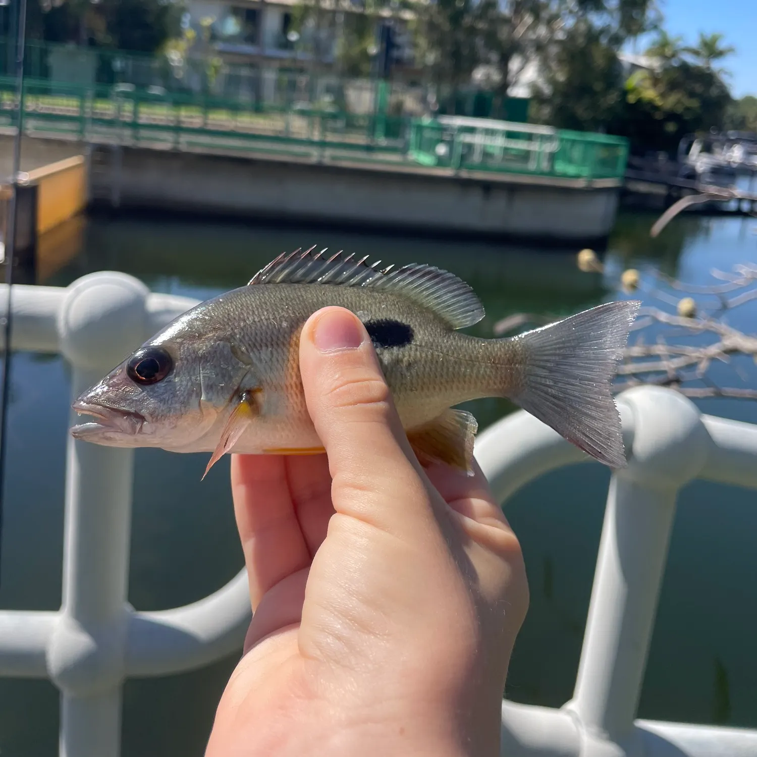 The most recent Moses perch catches on Fishbrain