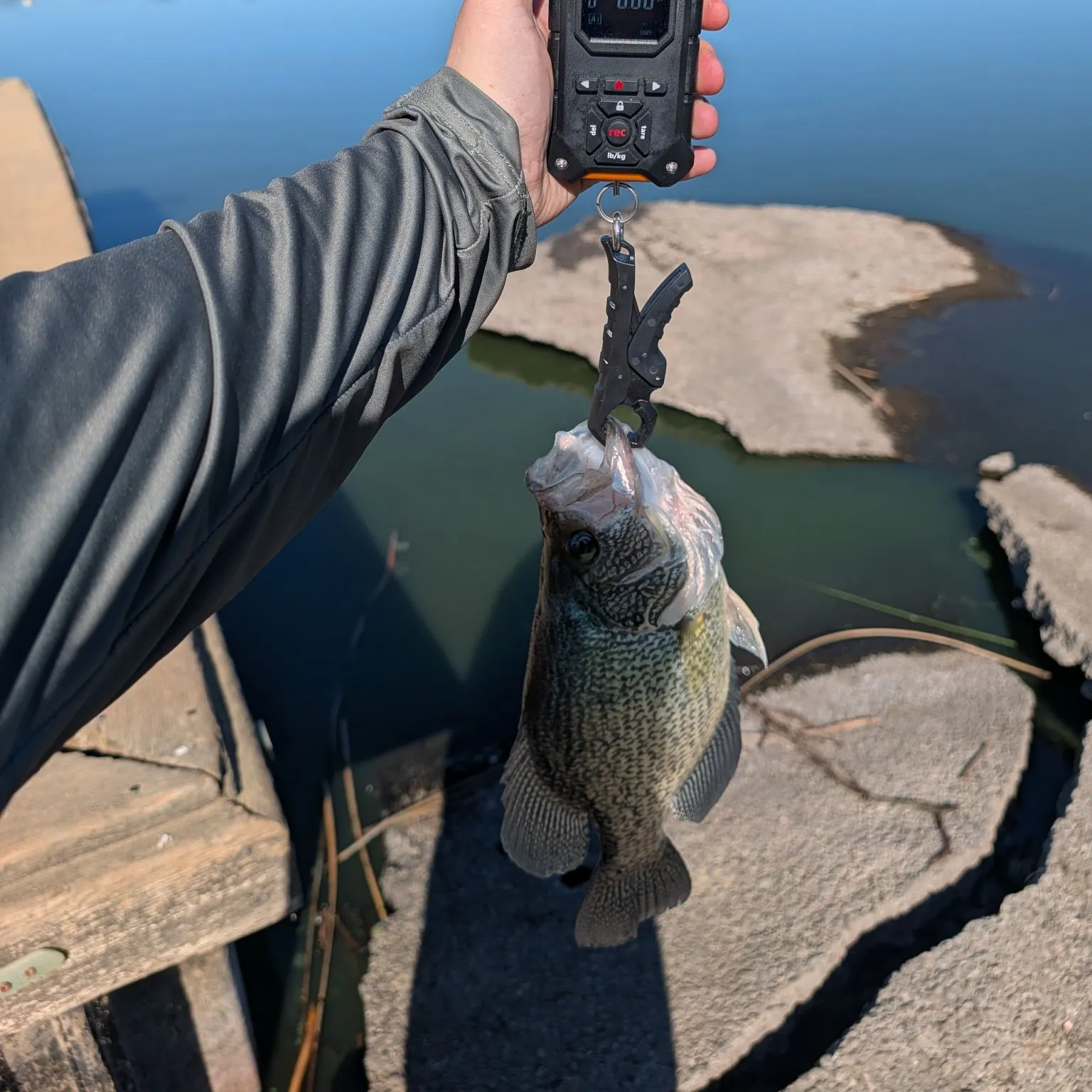 Black crappie caught on Fishbrain