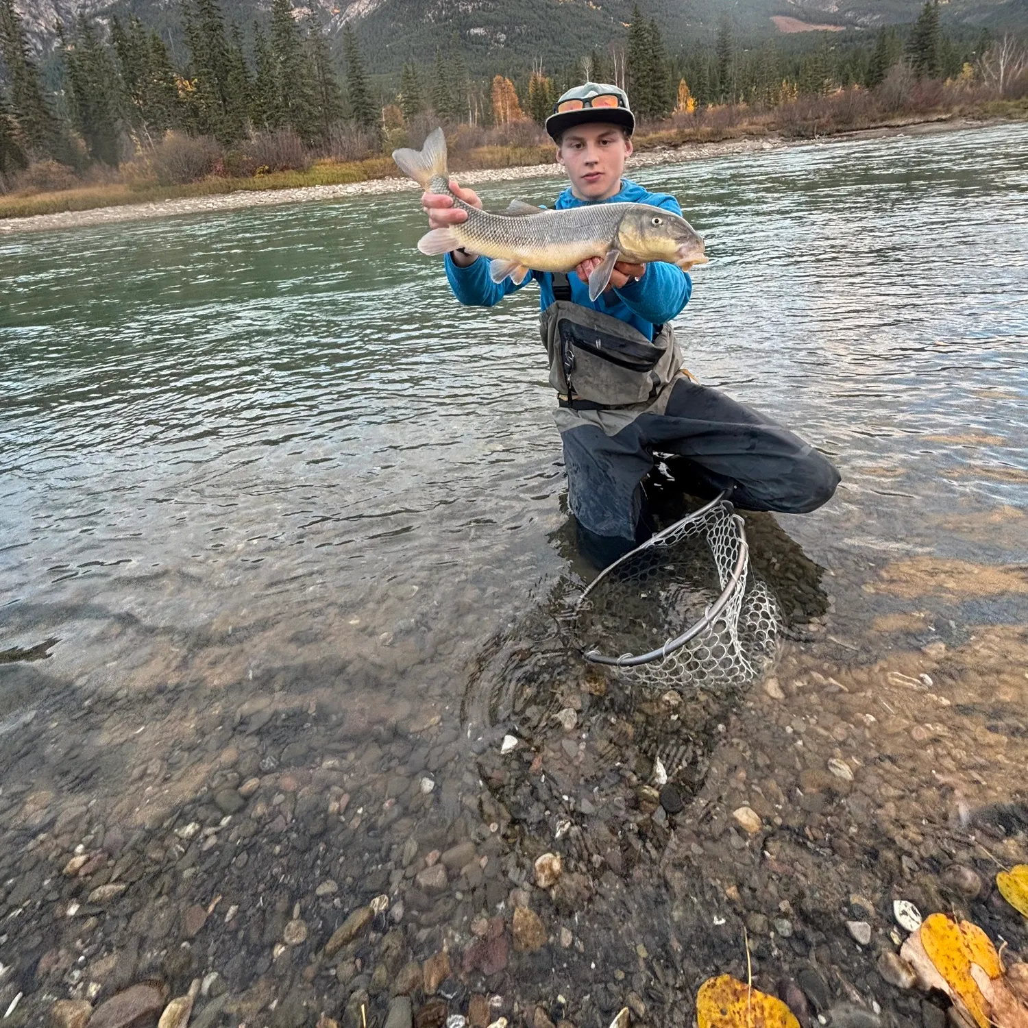 Largescale sucker caught on Fishbrain