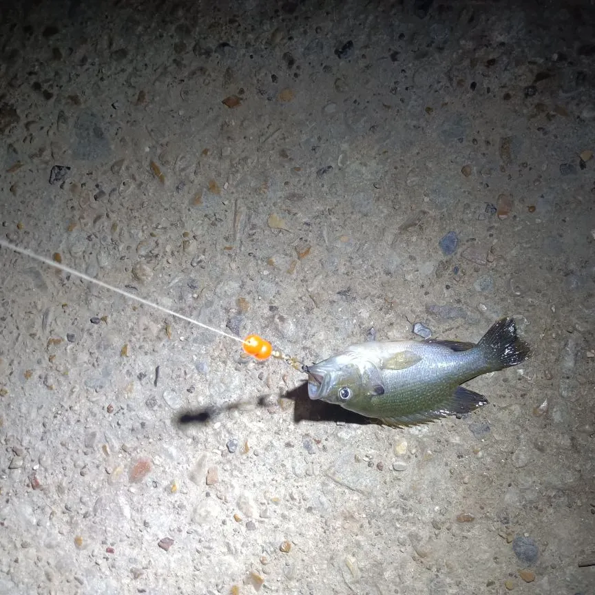 Bluegill caught on Fishbrain