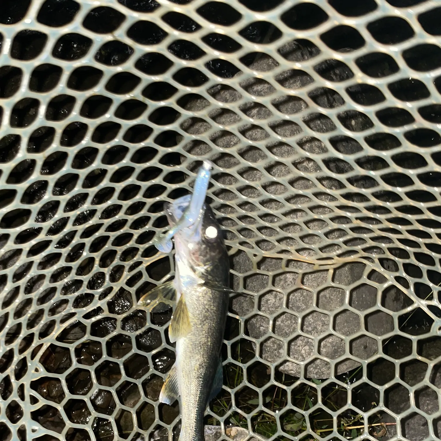 Walleye caught on Fishbrain