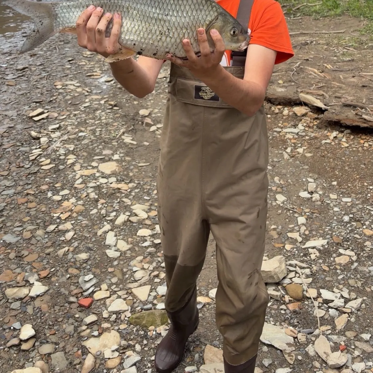 The most recent Quillback catches on Fishbrain