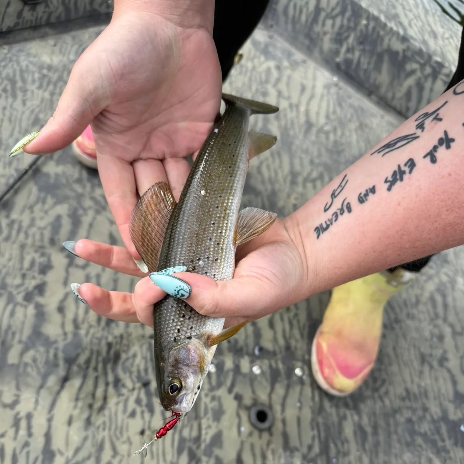 recently logged catches
