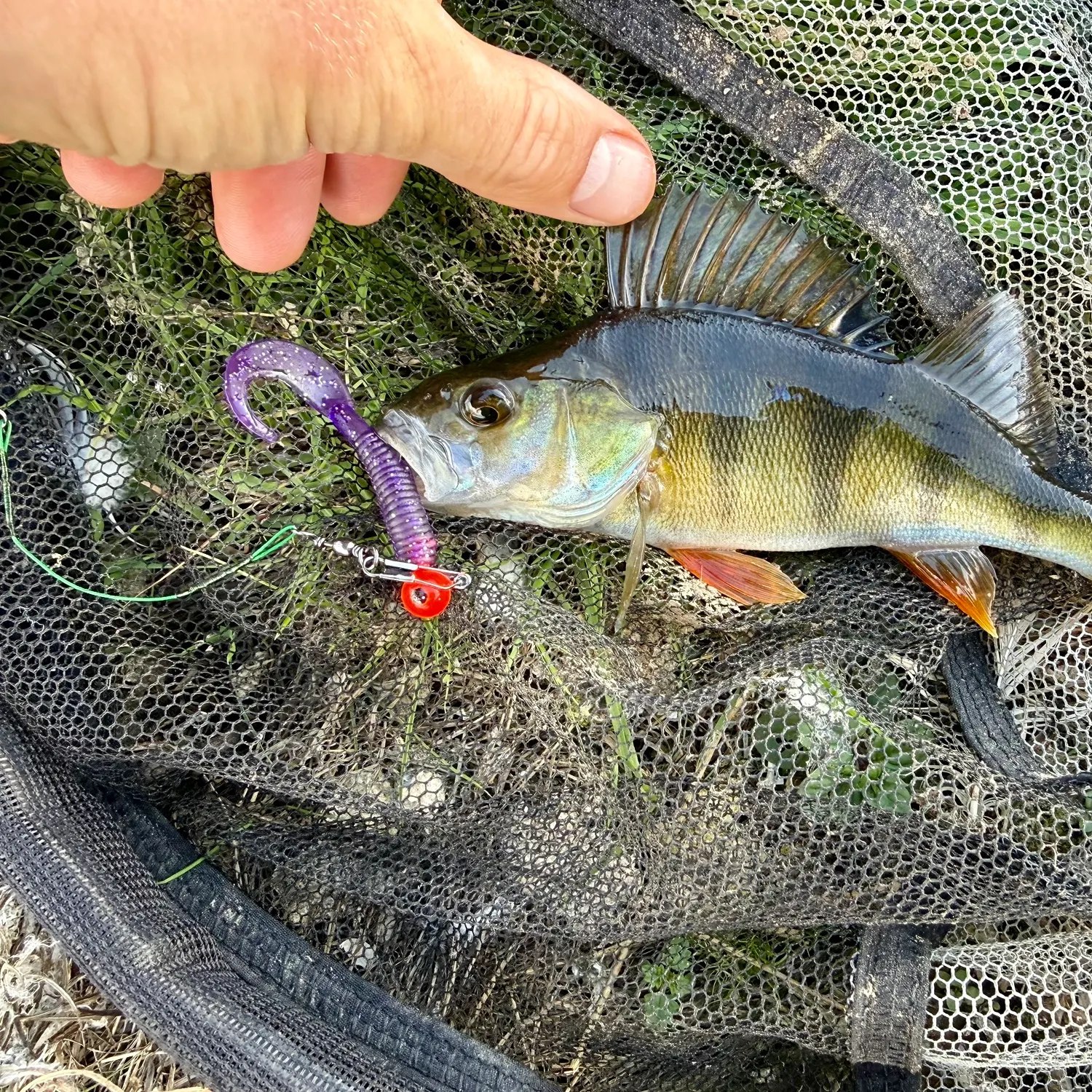 European perch caught on Fishbrain