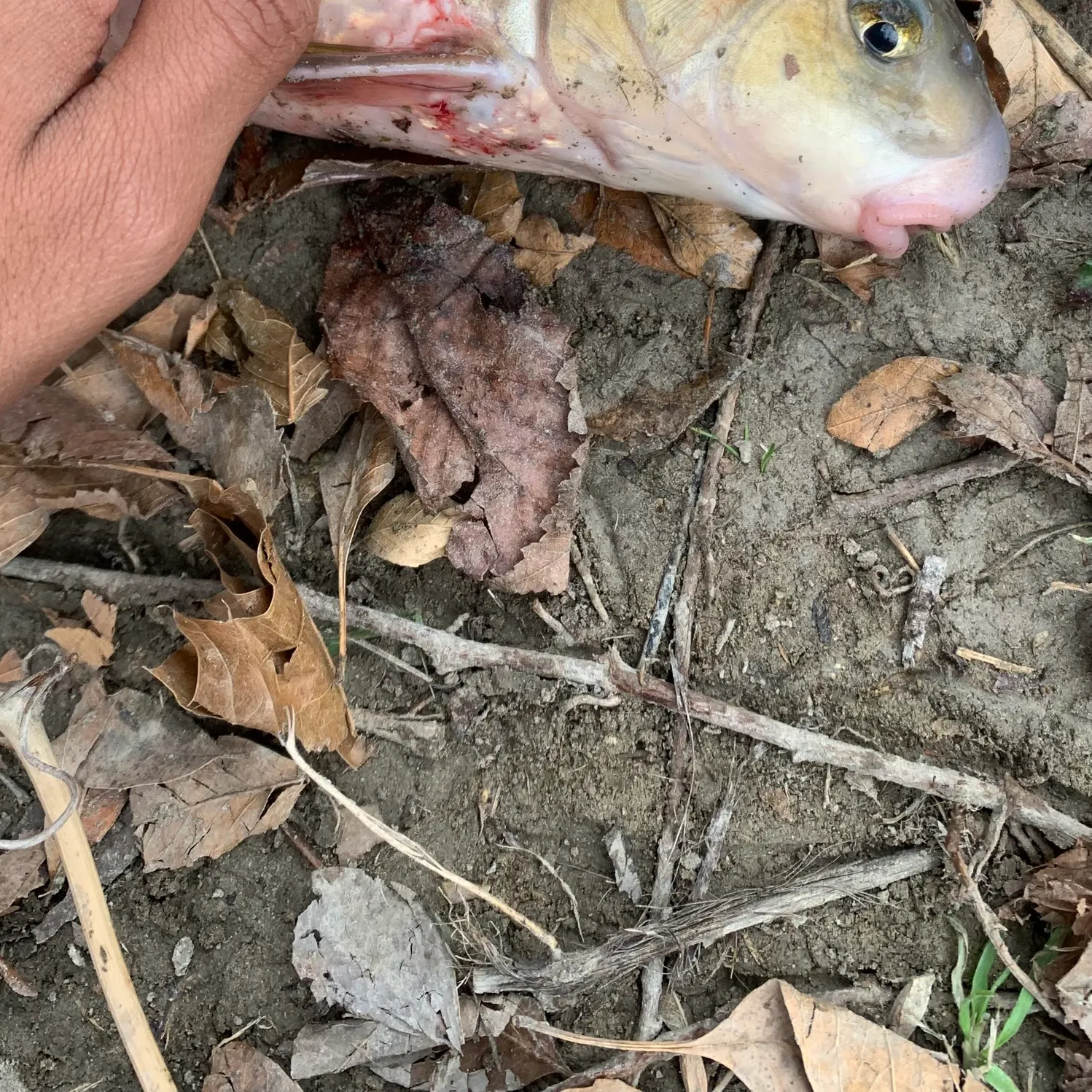 The most recent River carpsucker catches on Fishbrain