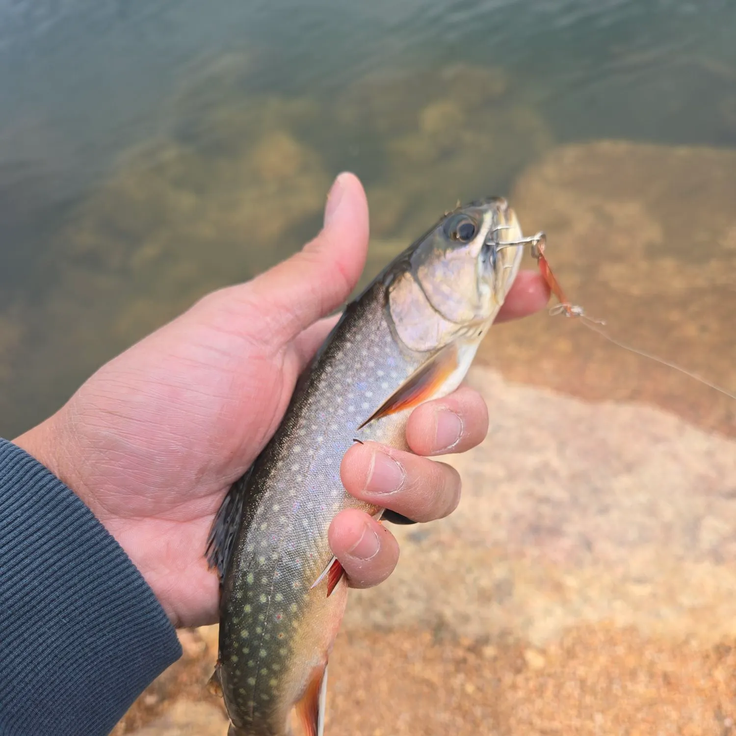 Brook trout caught on Fishbrain