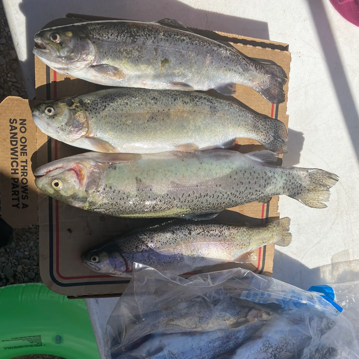 recently logged catches