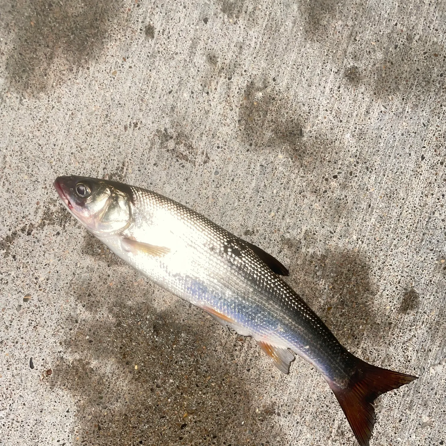 The most recent Big-scaled redfin catches on Fishbrain