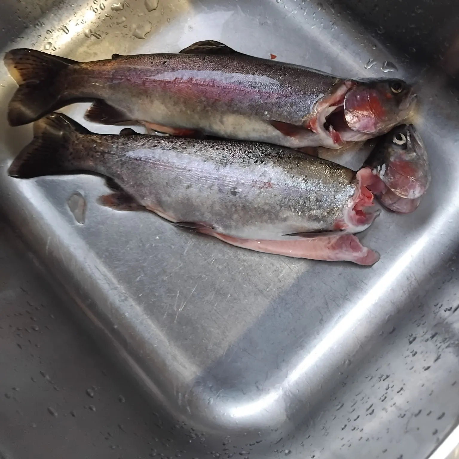 angler catch