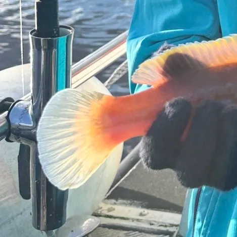 Cuckoo wrasse caught on Fishbrain