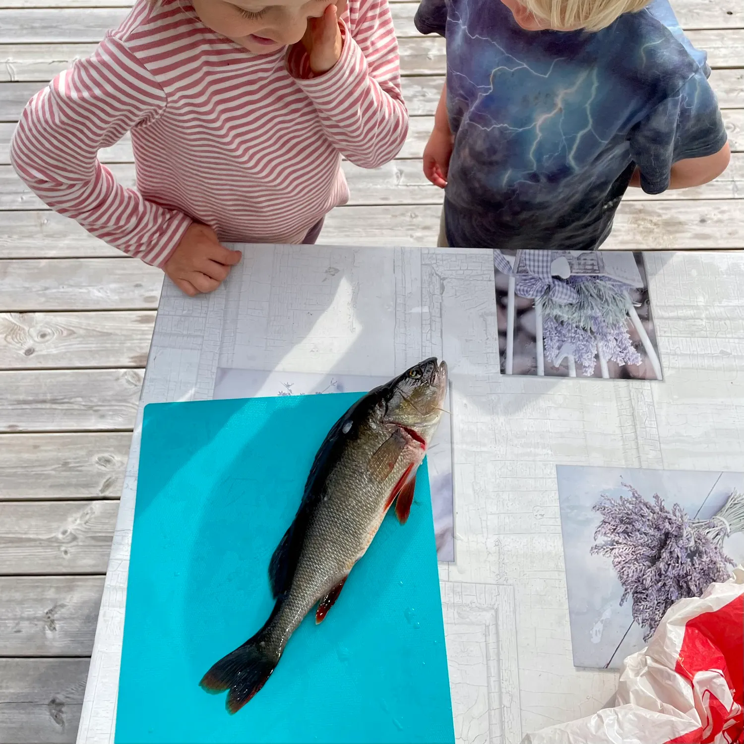 European perch caught on Fishbrain