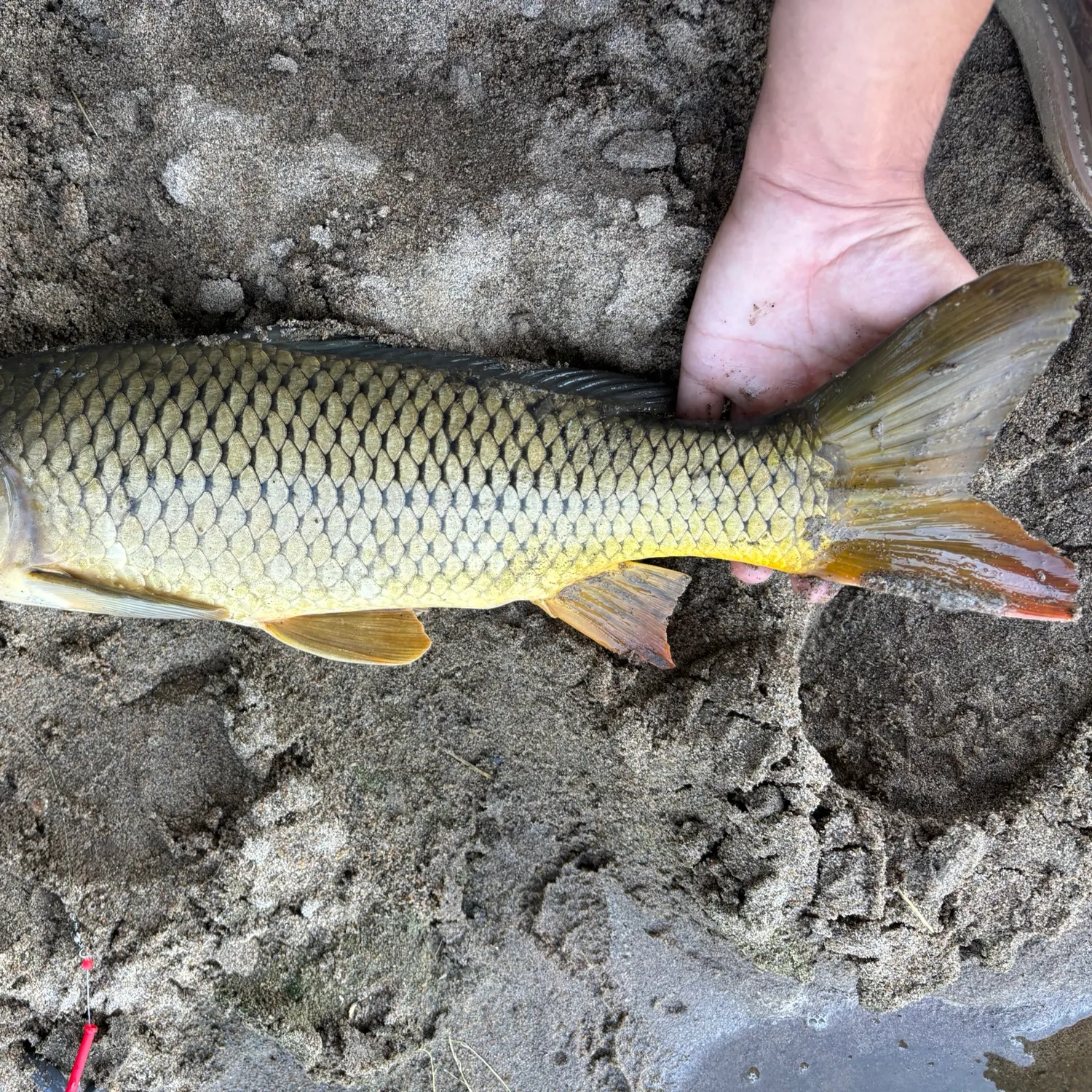 Common carp caught on Fishbrain
