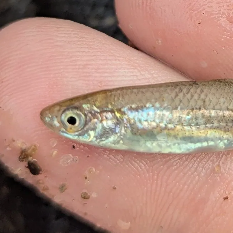 The most recent Emerald shiner catches on Fishbrain