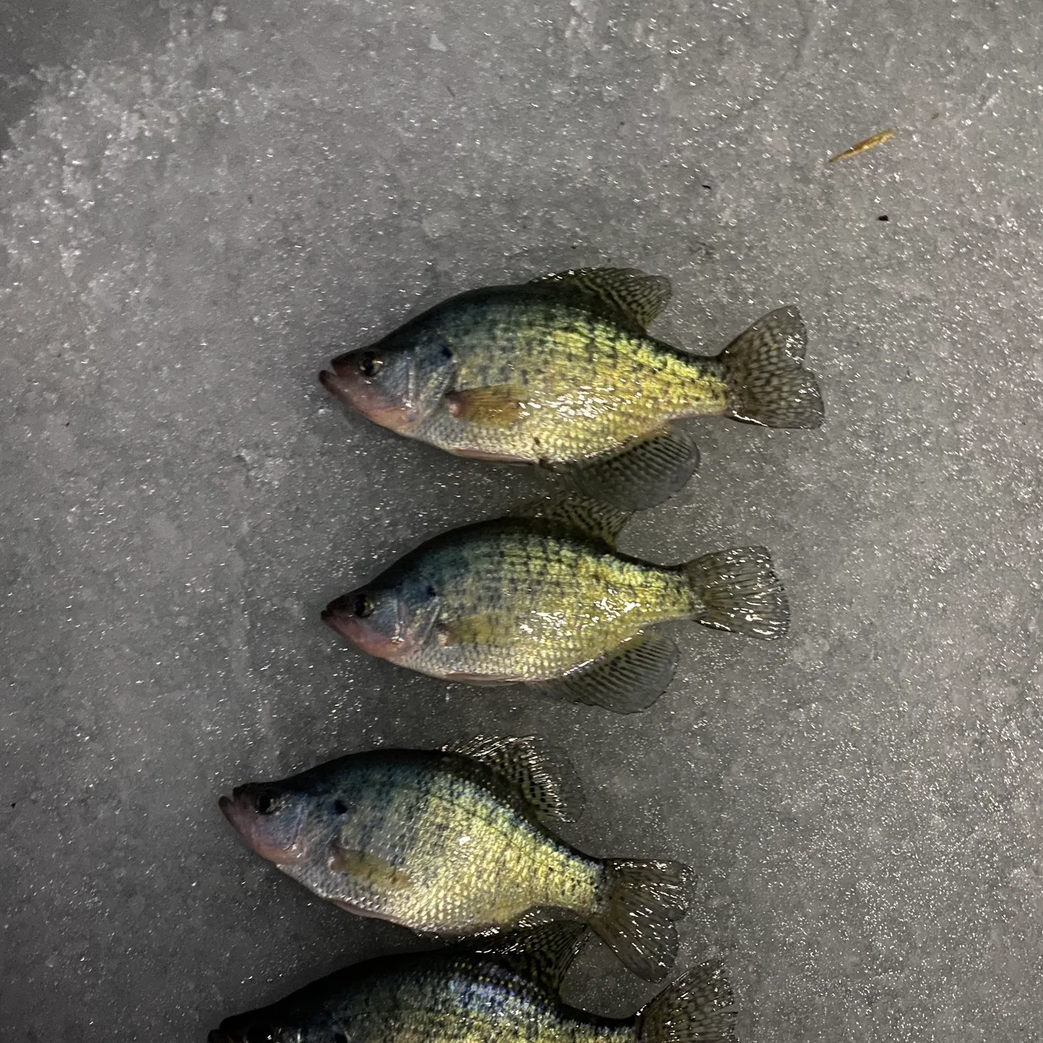 recently logged catches