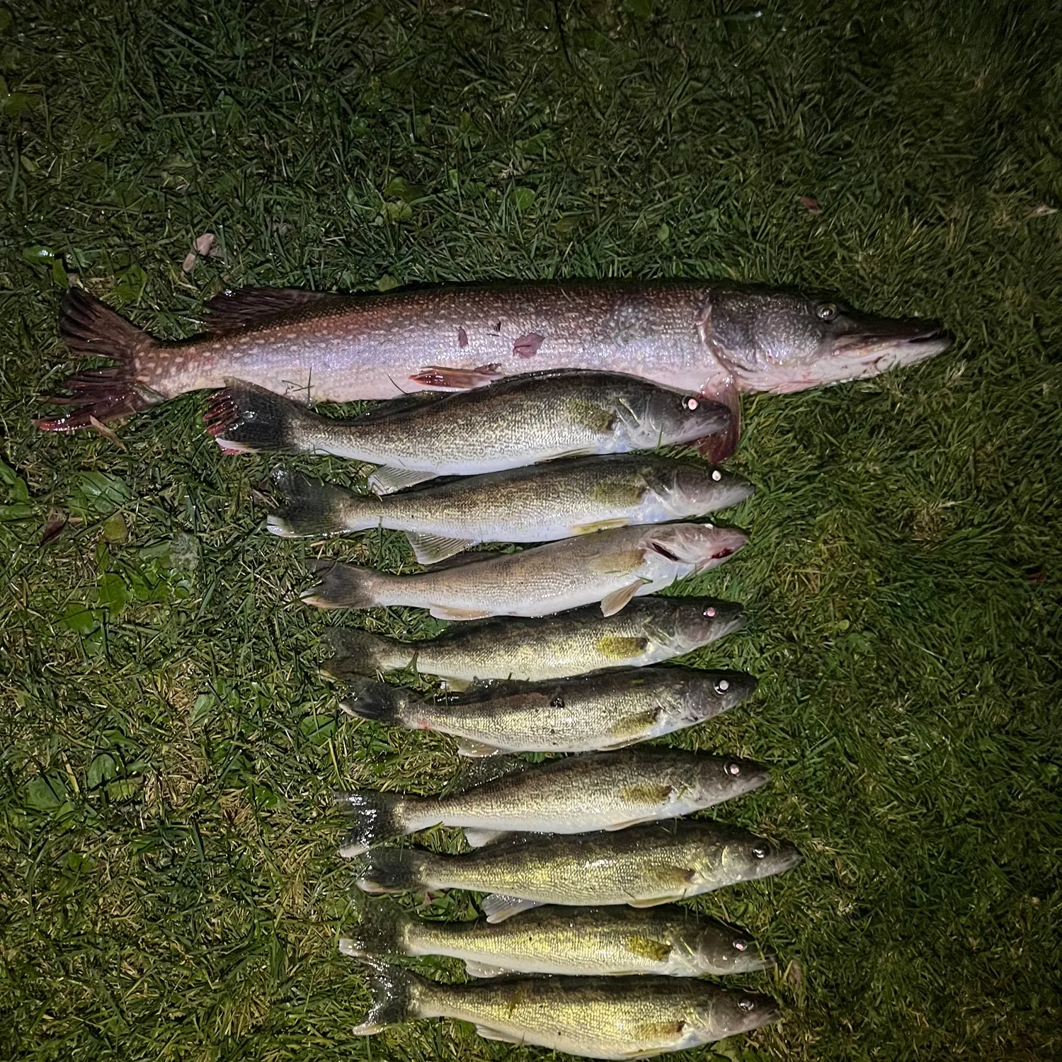 recently logged catches