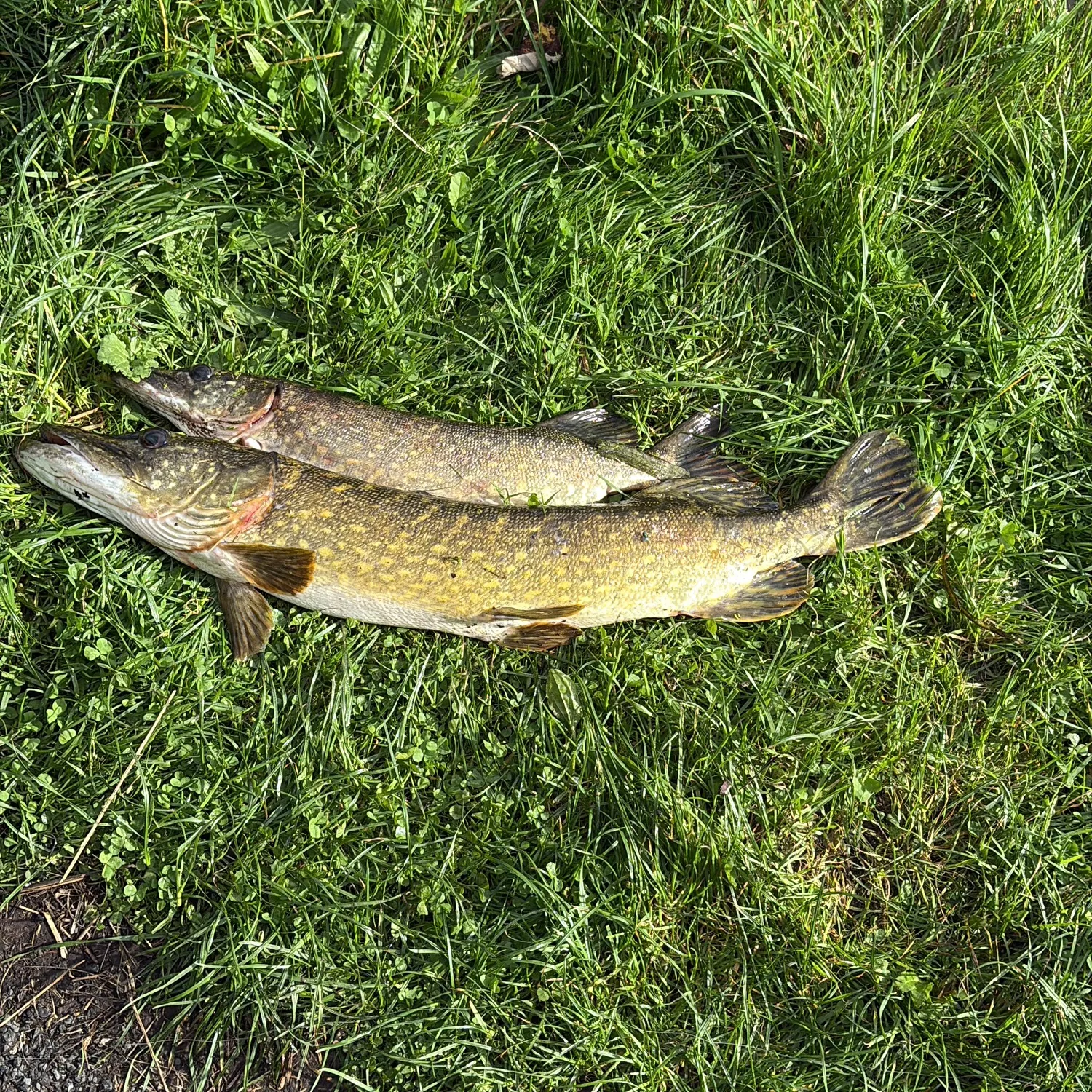 Northern pike caught on Fishbrain
