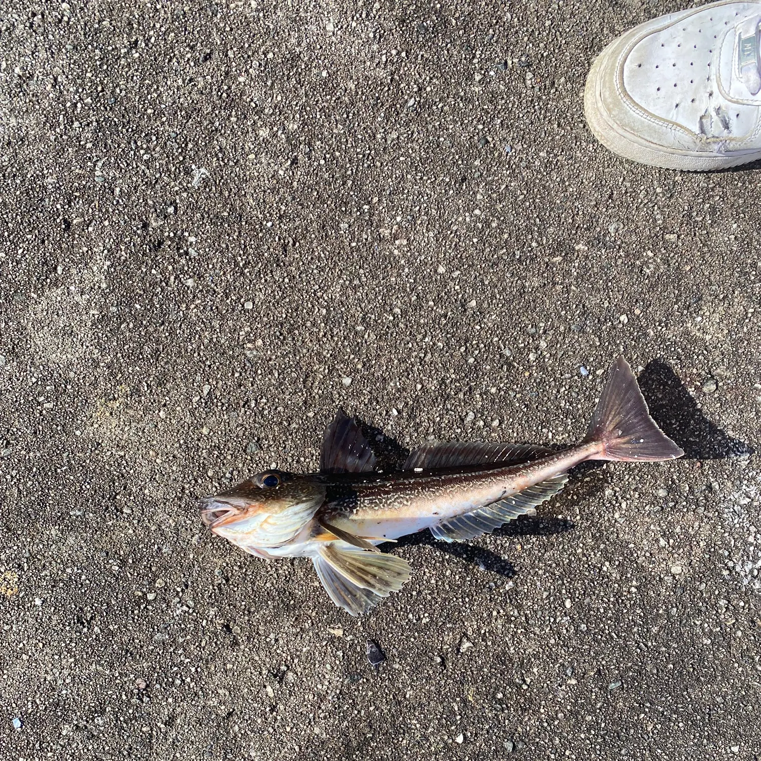 The most recent Grey gurnard catches on Fishbrain