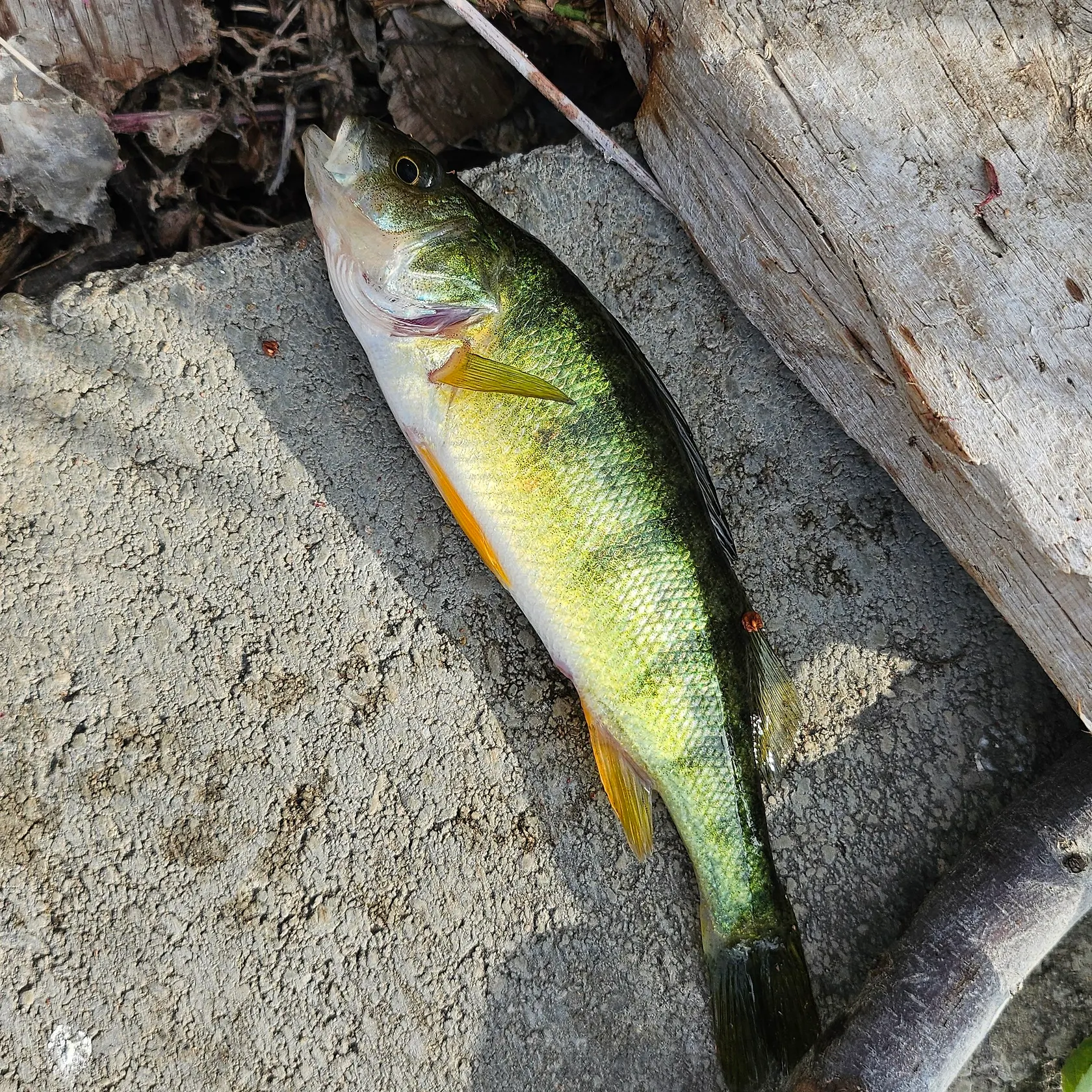 Yellow perch caught on Fishbrain