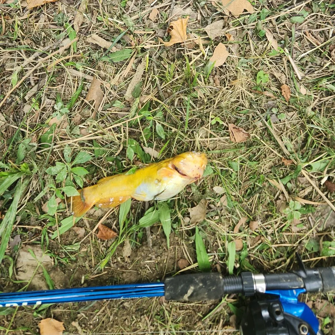 The most recent Wels catfish catches on Fishbrain