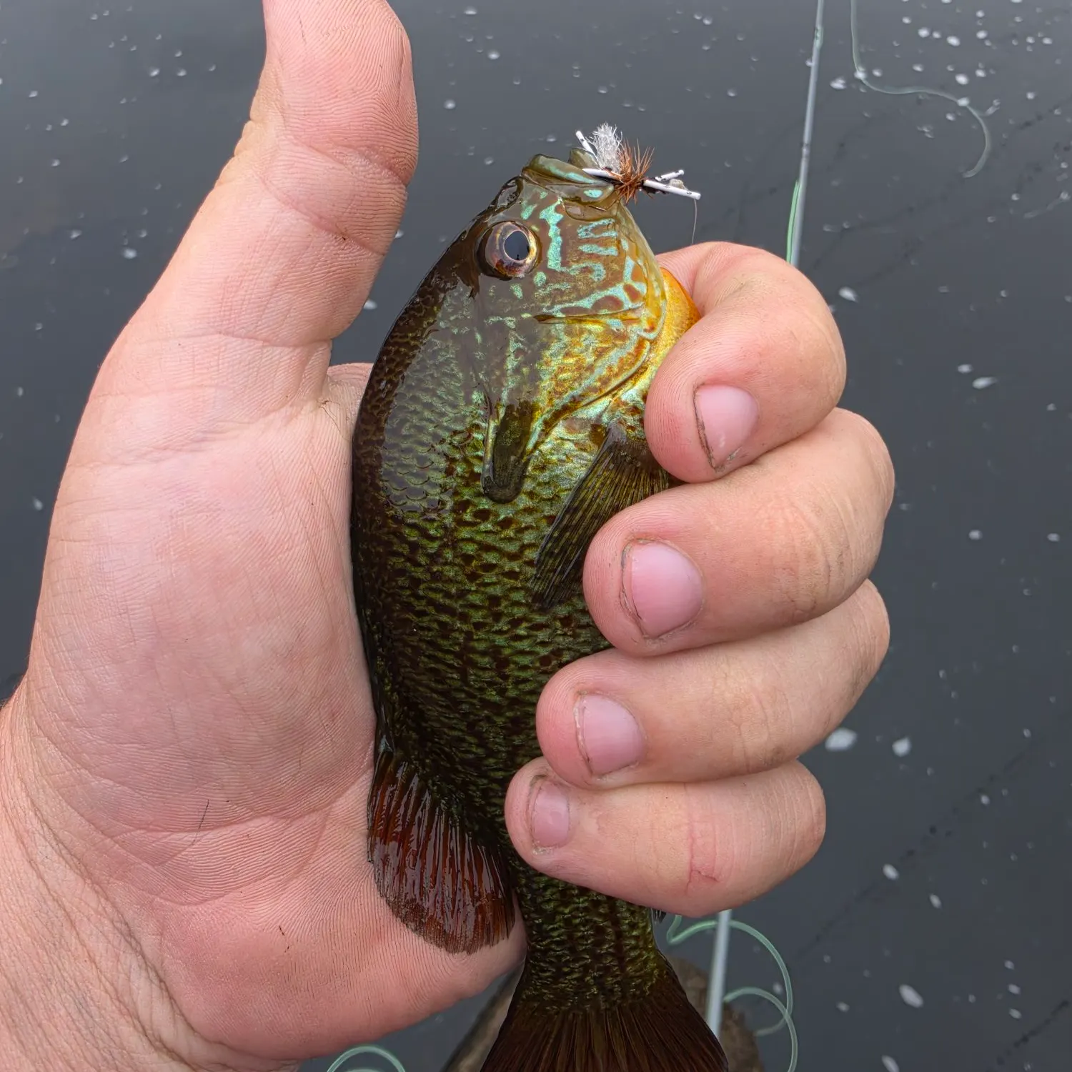 Bluegill caught on Fishbrain