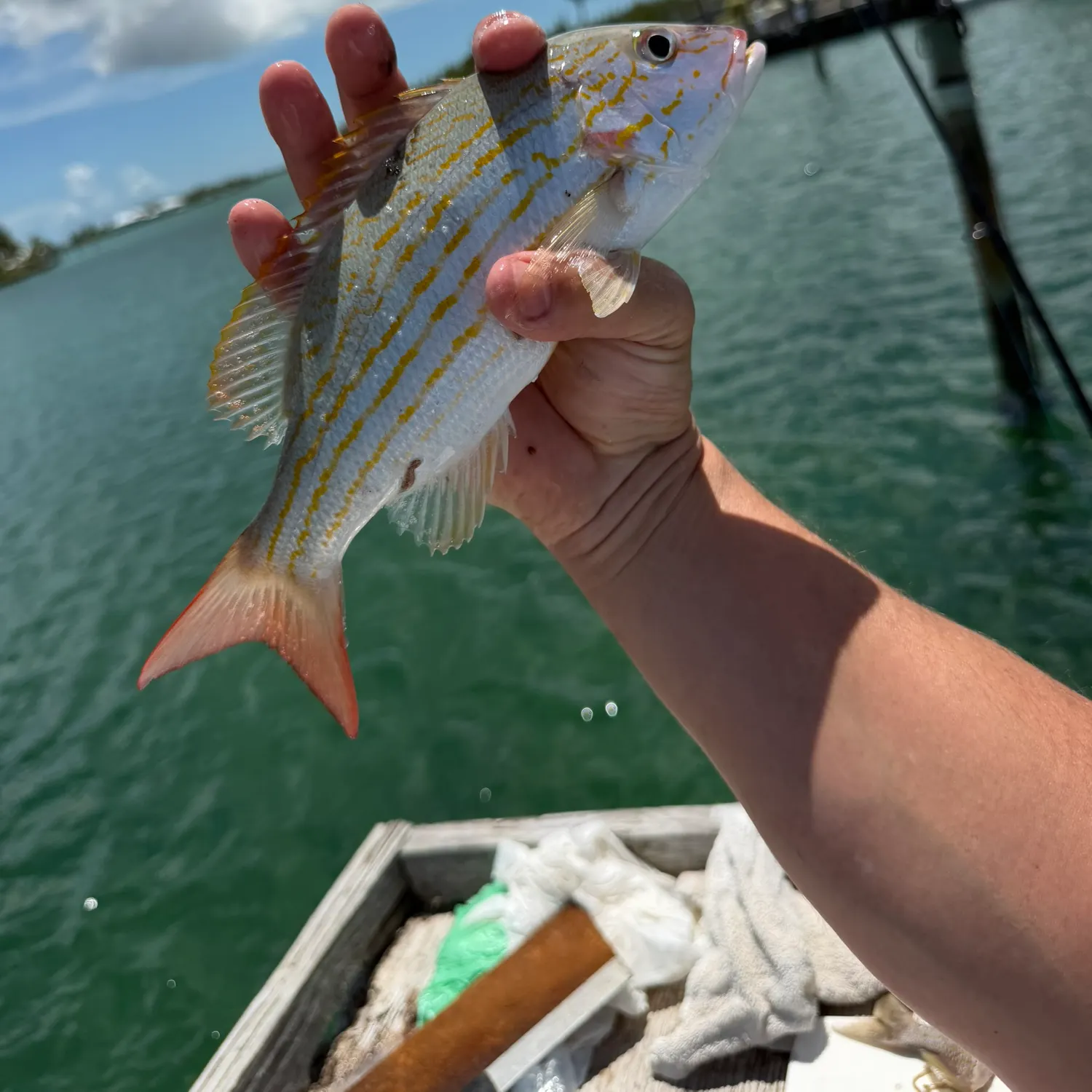 Lane snapper caught on Fishbrain
