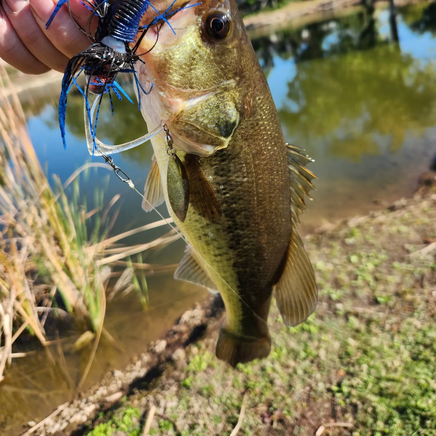 Largemouth bass caught on Fishbrain
