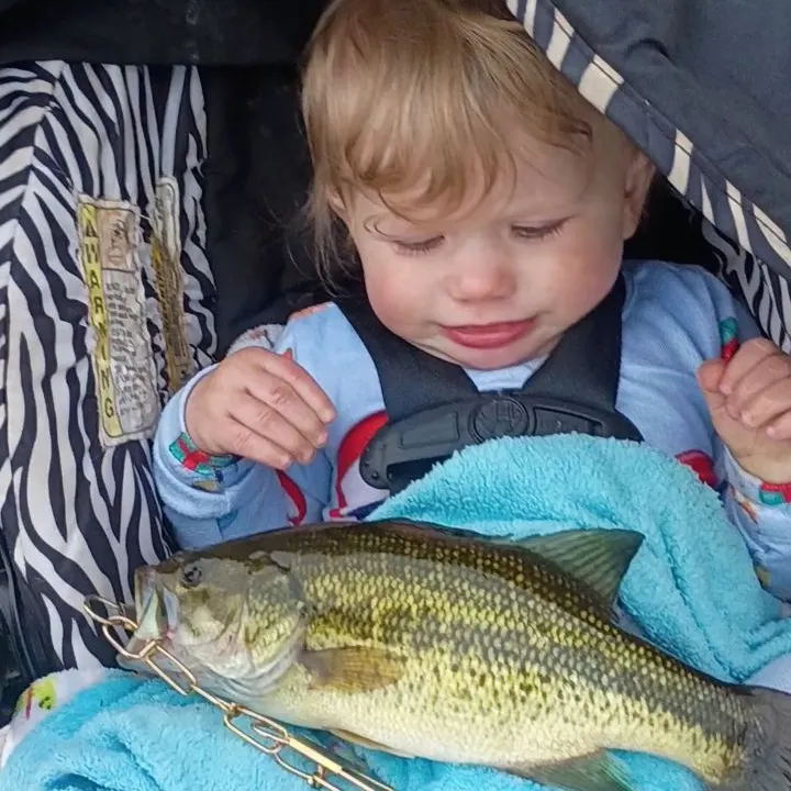 Largemouth bass caught on Fishbrain