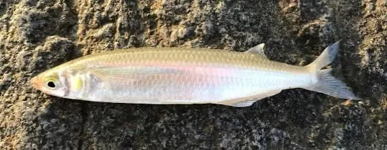 Californian Grunion
