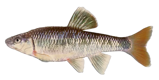 Alabama shiner