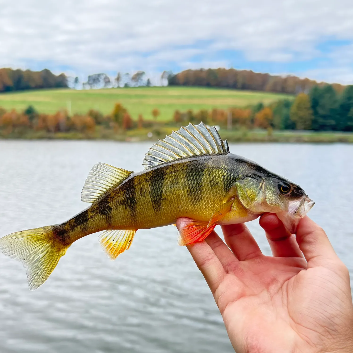 Yellow perch caught on Fishbrain