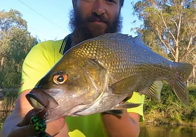 Australian bass