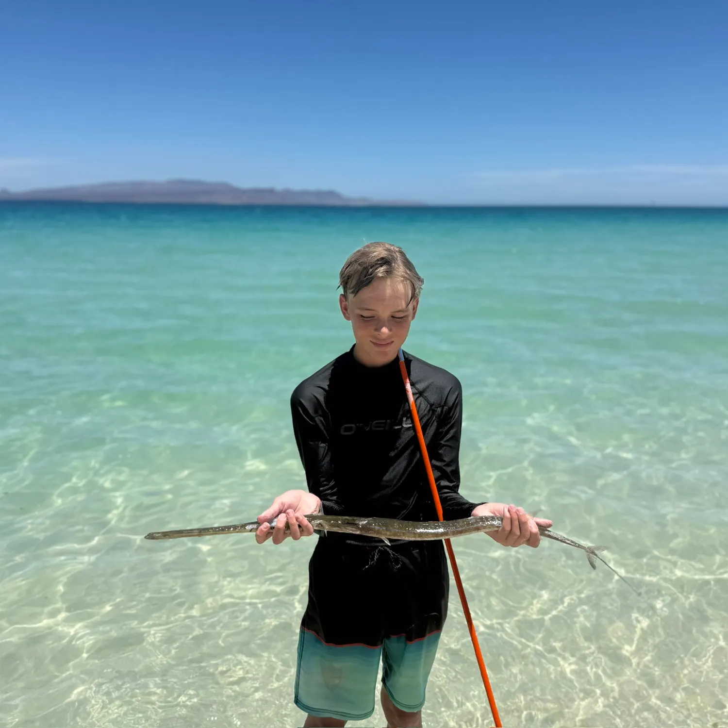 The most recent Bluespotted cornetfish catches on Fishbrain