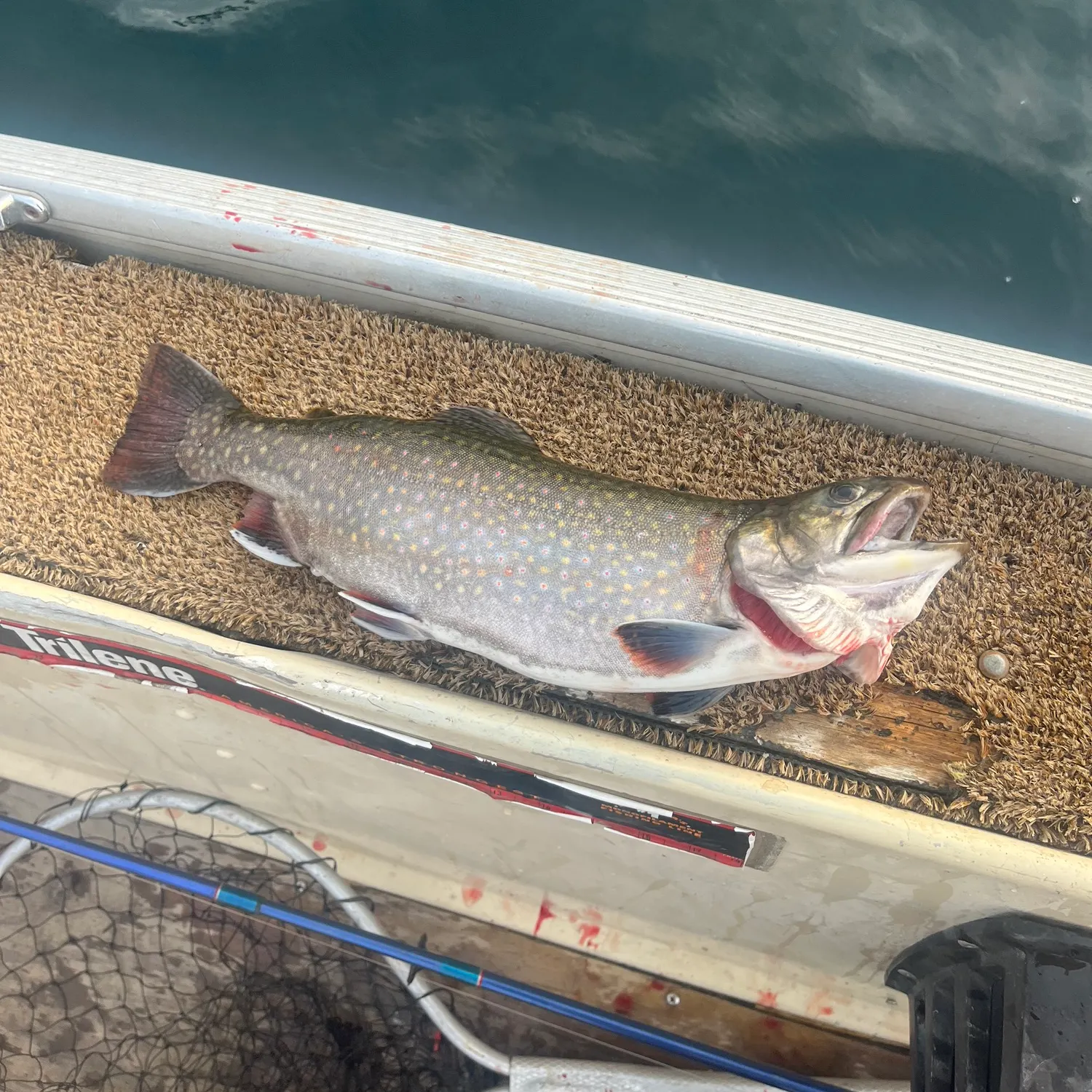 Brook trout caught on Fishbrain
