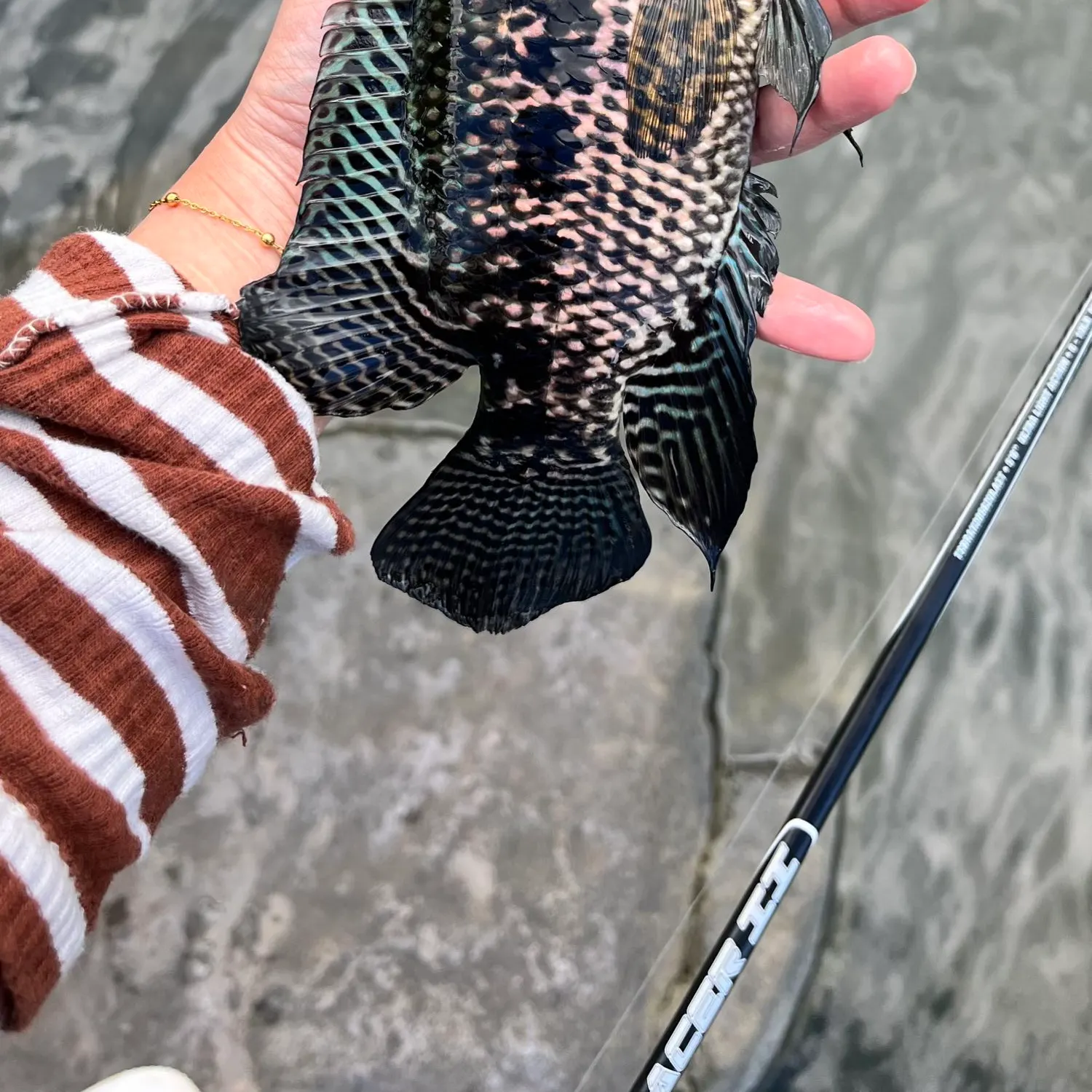 The most recent Wolf cichlid catches on Fishbrain
