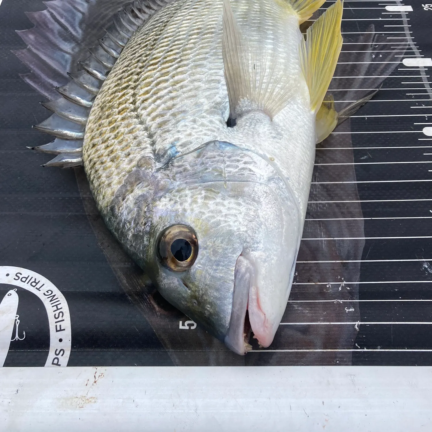 The most recent Surf bream catches on Fishbrain