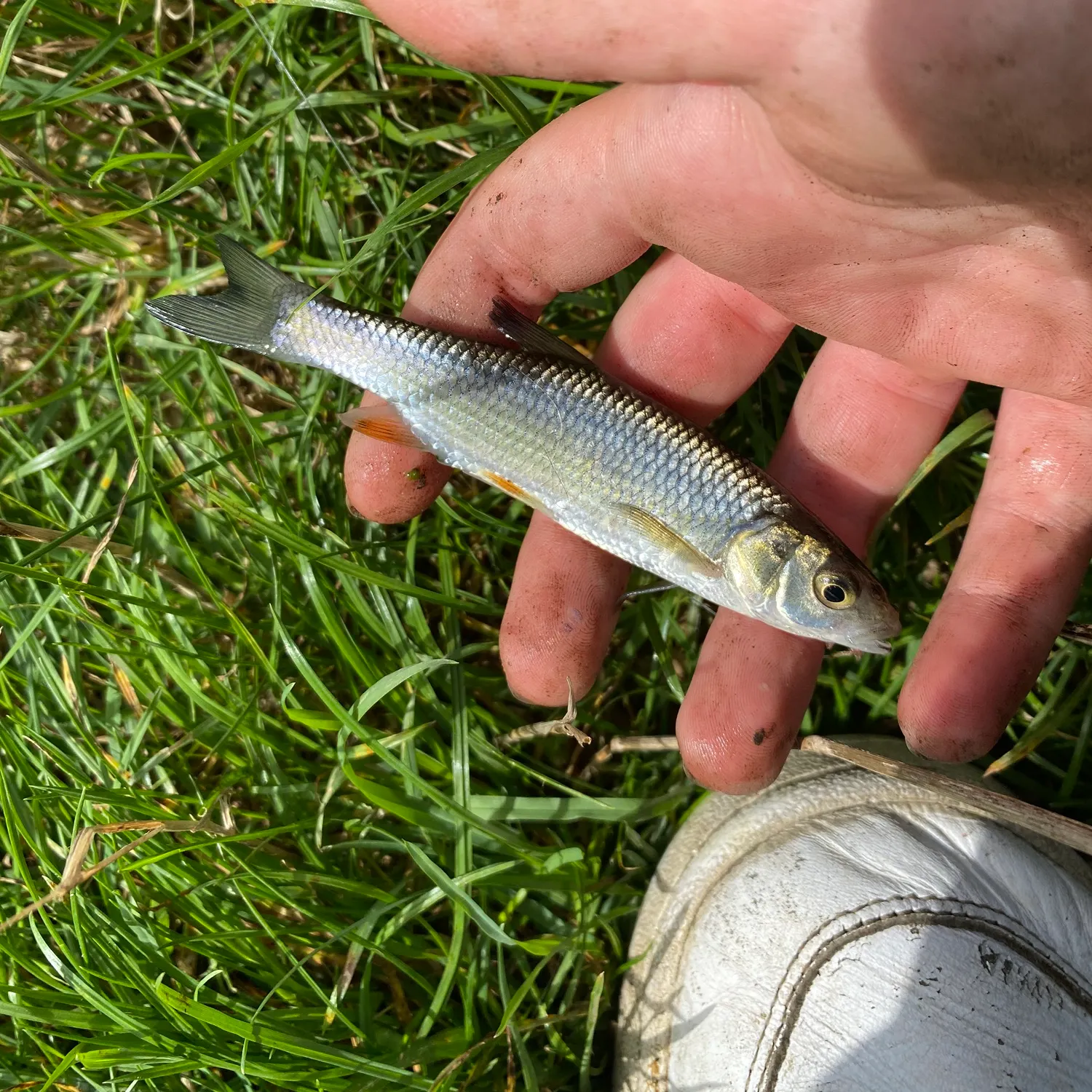 Common dace caught on Fishbrain