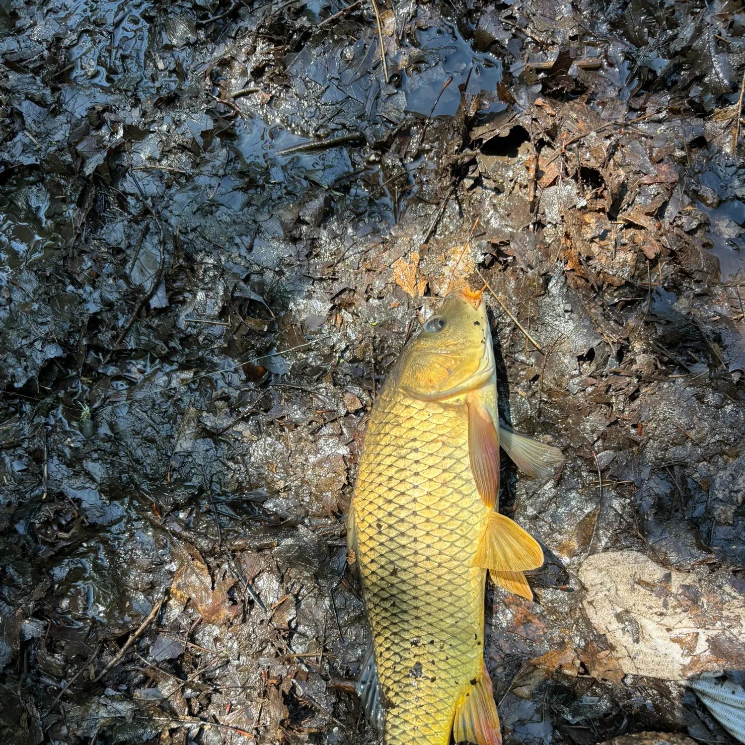 Common carp caught on Fishbrain