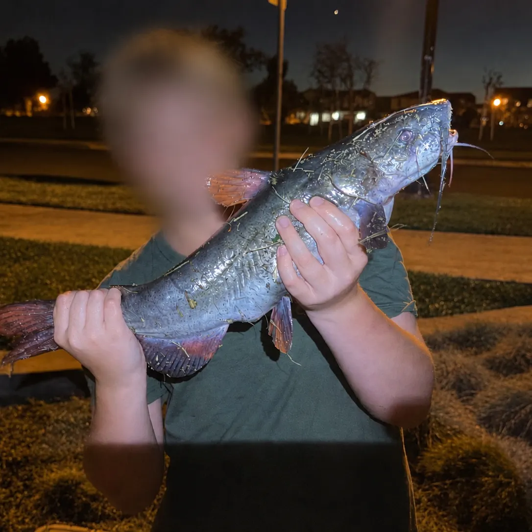 Channel catfish caught on Fishbrain