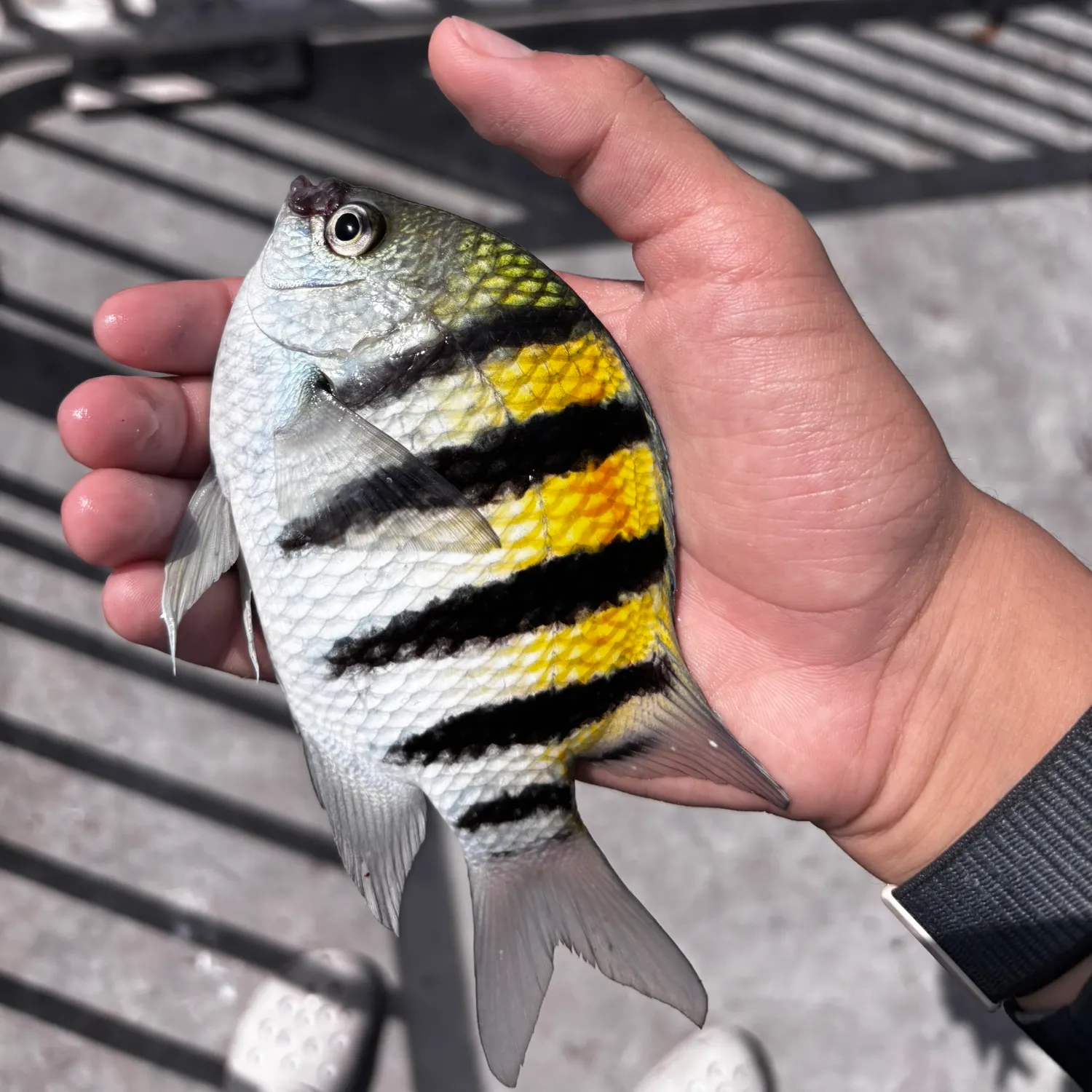 catch