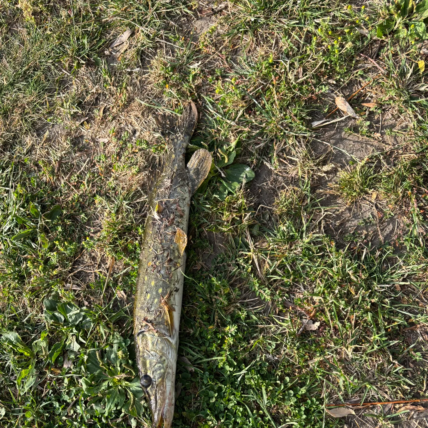 Northern pike caught on Fishbrain