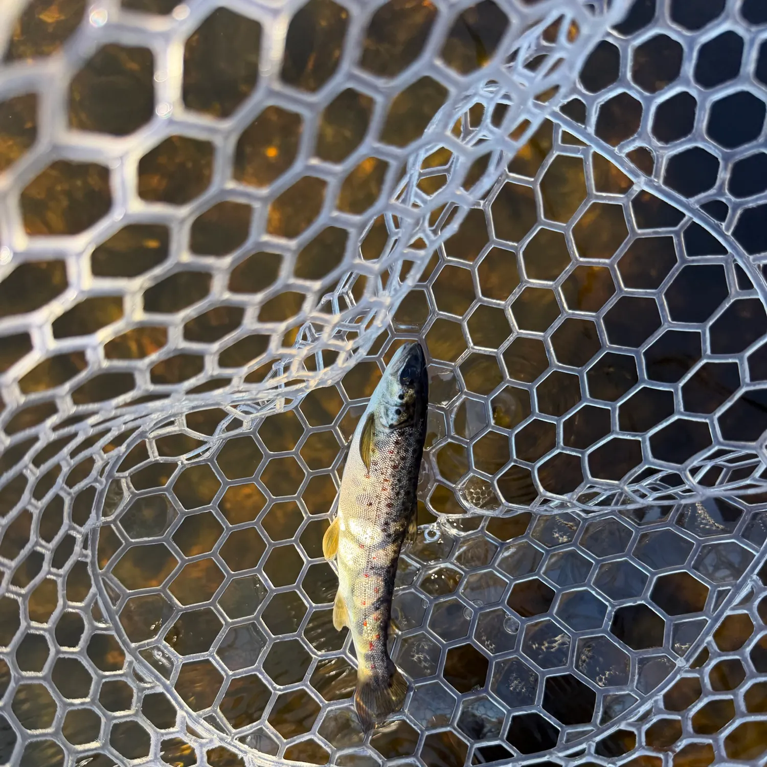 Landlocked atlantic salmon caught on Fishbrain
