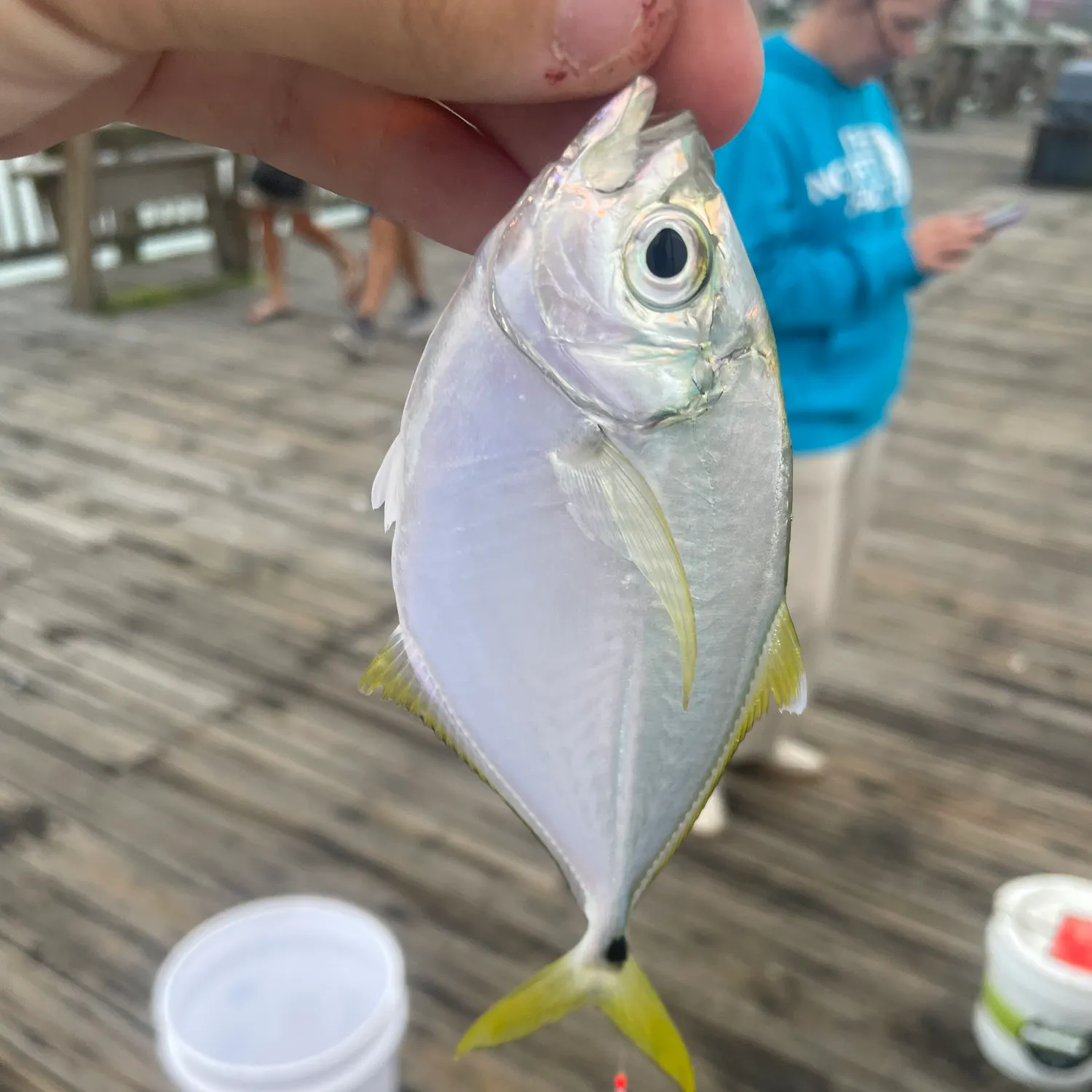 Atlantic bumper caught on Fishbrain