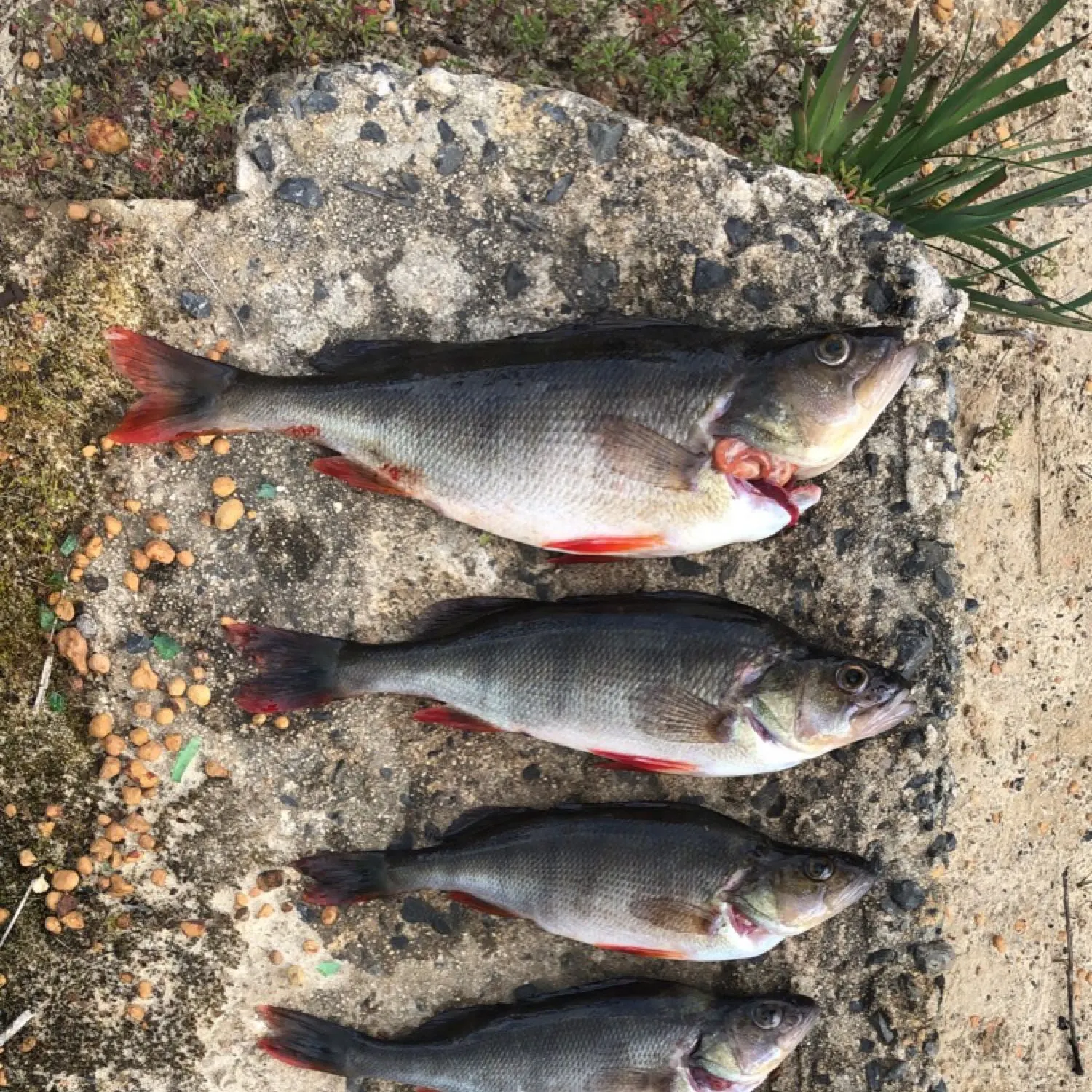 recently logged catches