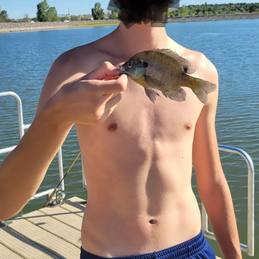 Bluegill caught on Fishbrain