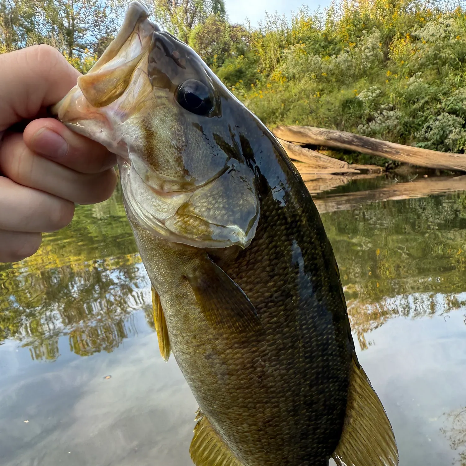 Smallmouth bass caught on Fishbrain