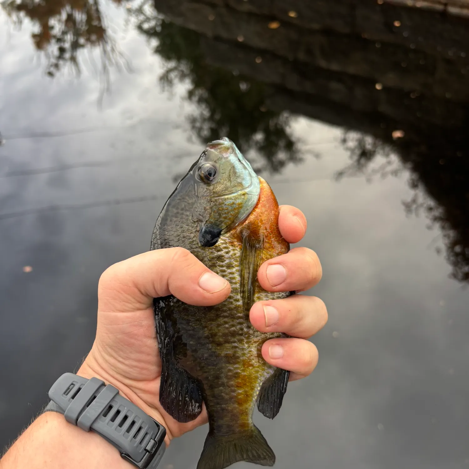 Bluegill caught on Fishbrain