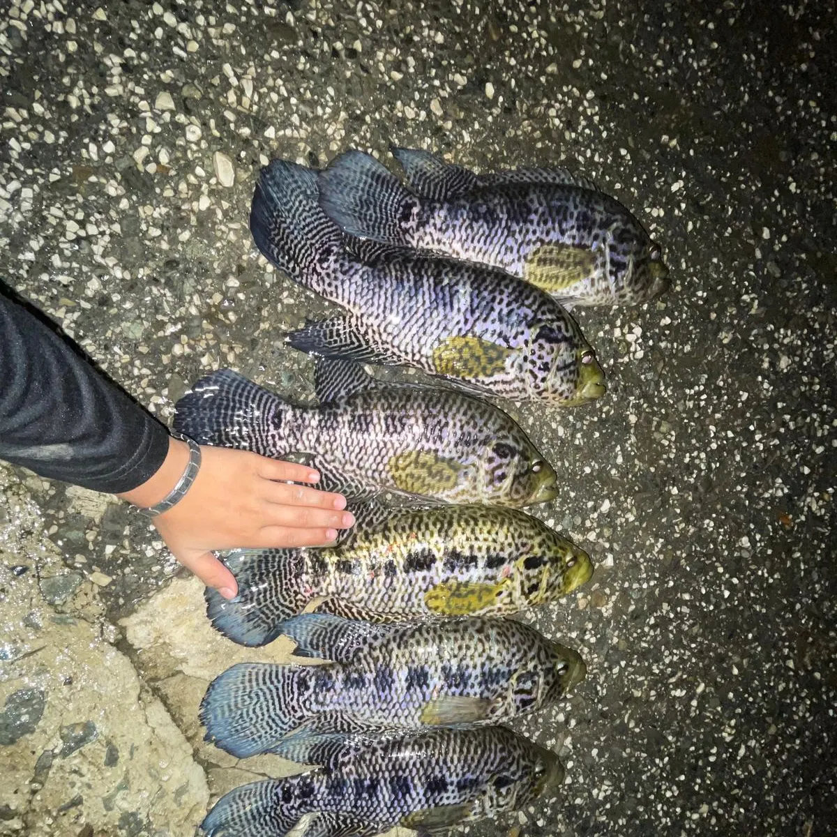 The most recent Jaguar cichlid catches on Fishbrain